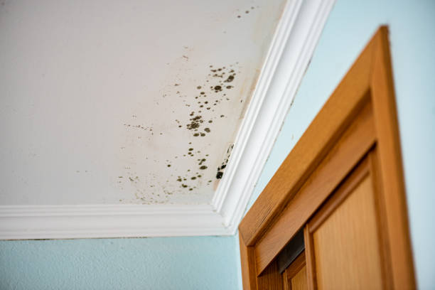 Best Residential Mold Removal  in Cleveland, WI