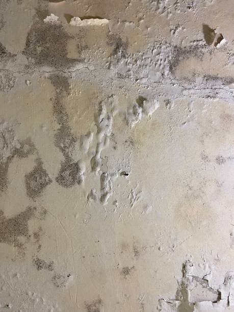 Best Mold Cleaning Services  in Cleveland, WI