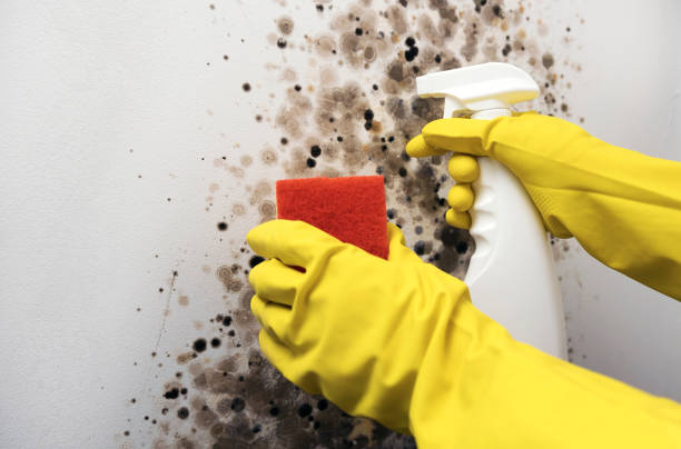 Best Mold Testing  in Cleveland, WI