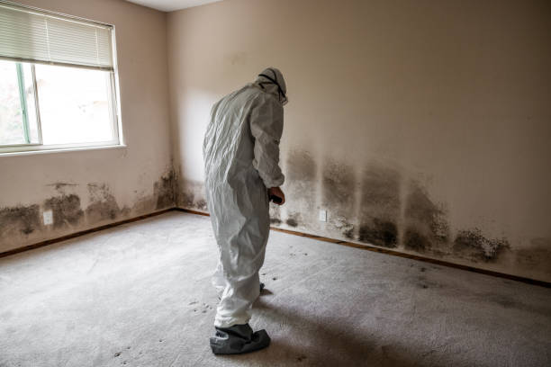 Best Mold Testing  in Cleveland, WI
