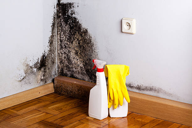 Best Mold Cleaning Services  in Cleveland, WI